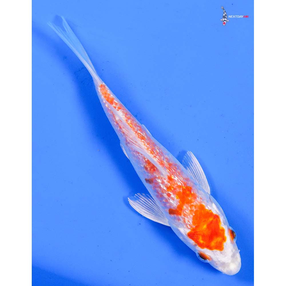 5.5” Imported Gin Rin Hariwake
