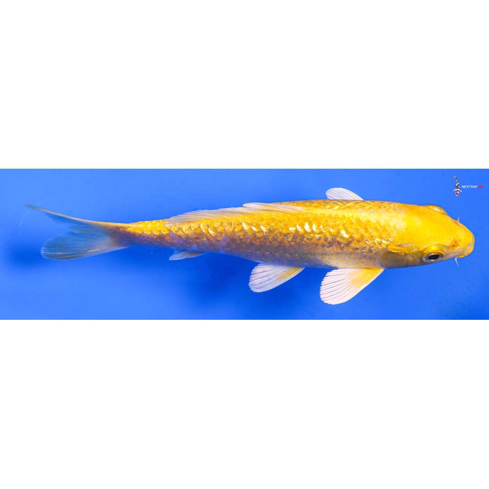 6.5” Imported Gin Rin Yamabuki Ogon