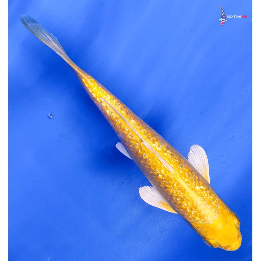 6.5” Imported Gin Rin Yamabuki Ogon