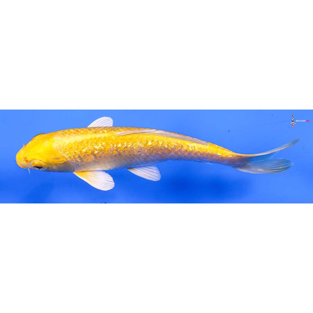 6.5” Imported Gin Rin Yamabuki Ogon