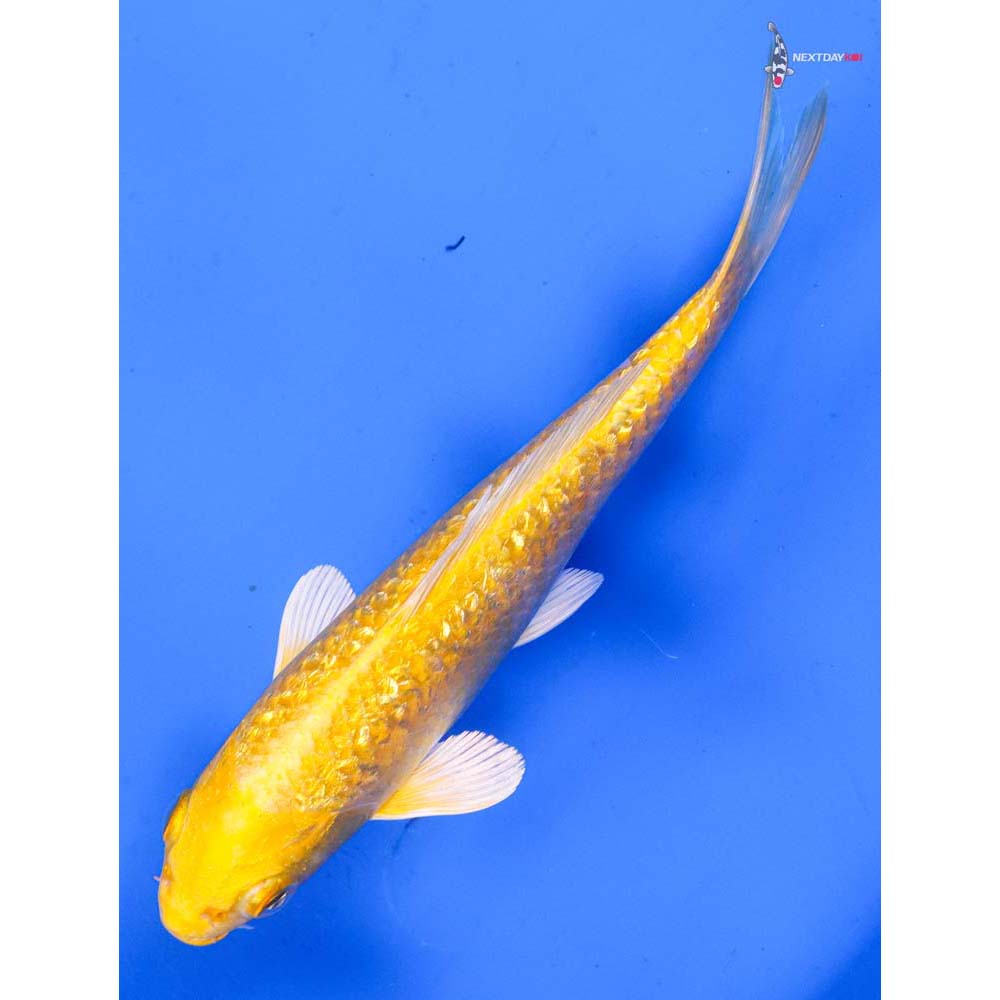 6.5” Imported Gin Rin Yamabuki Ogon