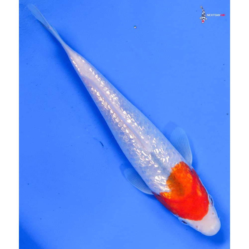 6.5” Imported Gin Rin Kohaku