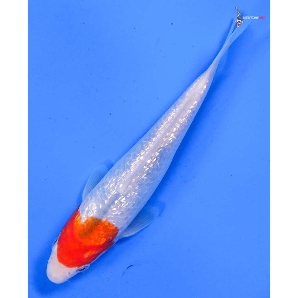 6.5” Imported Gin Rin Kohaku