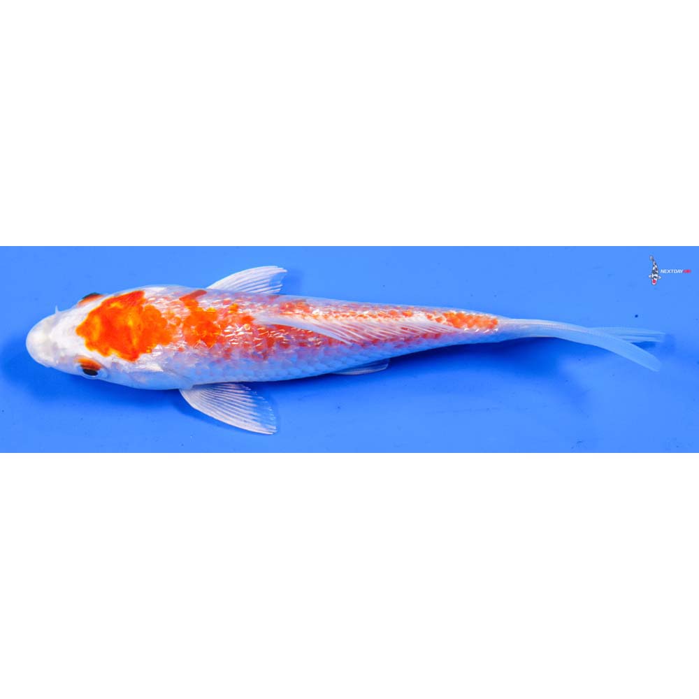 5.5” Imported Gin Rin Hariwake