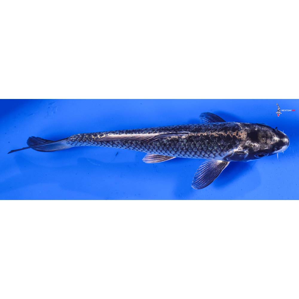 6.5” Imported Gin Matsuba