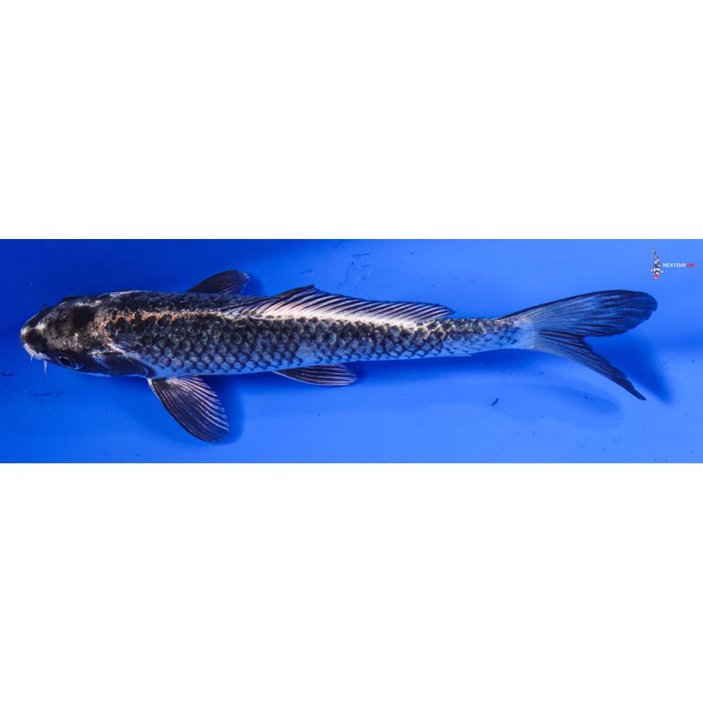 6.5” Imported Gin Matsuba