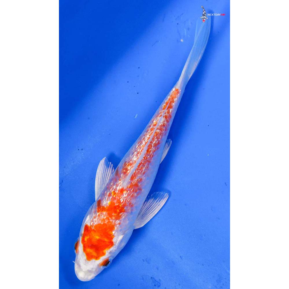 5.5” Imported Gin Rin Hariwake