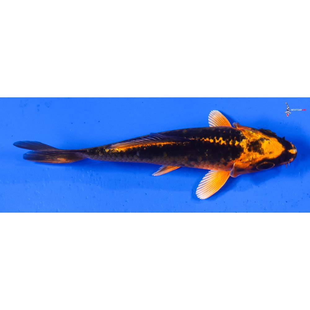 4” Imported Orenji Matsuba