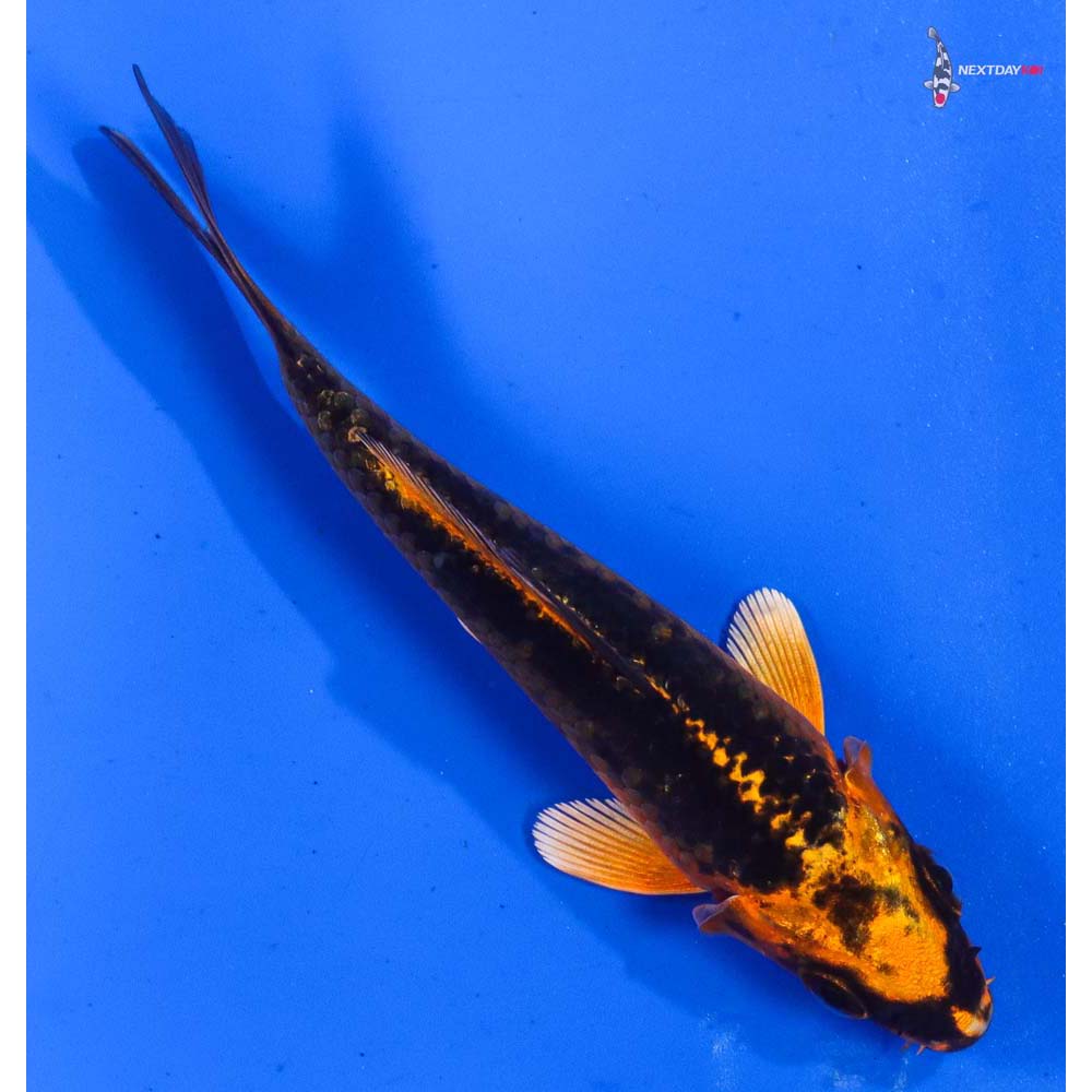 4” Imported Orenji Matsuba