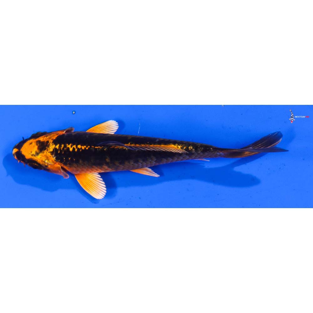 4” Imported Orenji Matsuba