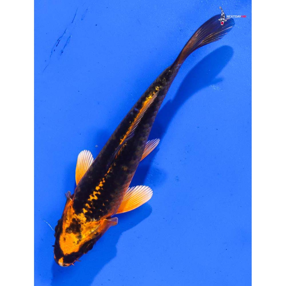 4” Imported Orenji Matsuba