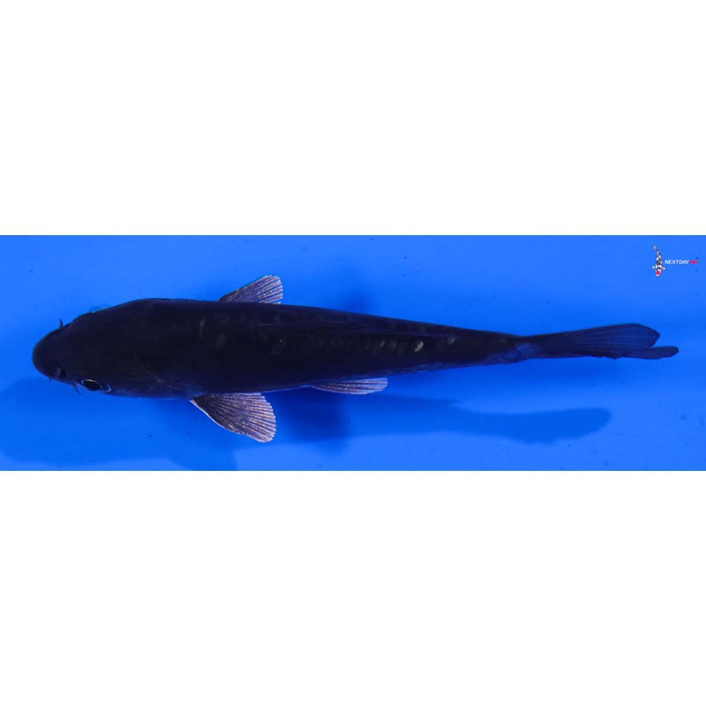 4” Imported Doitsu Gin Soragoi