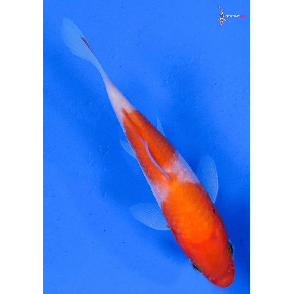 4” Imported Kohaku