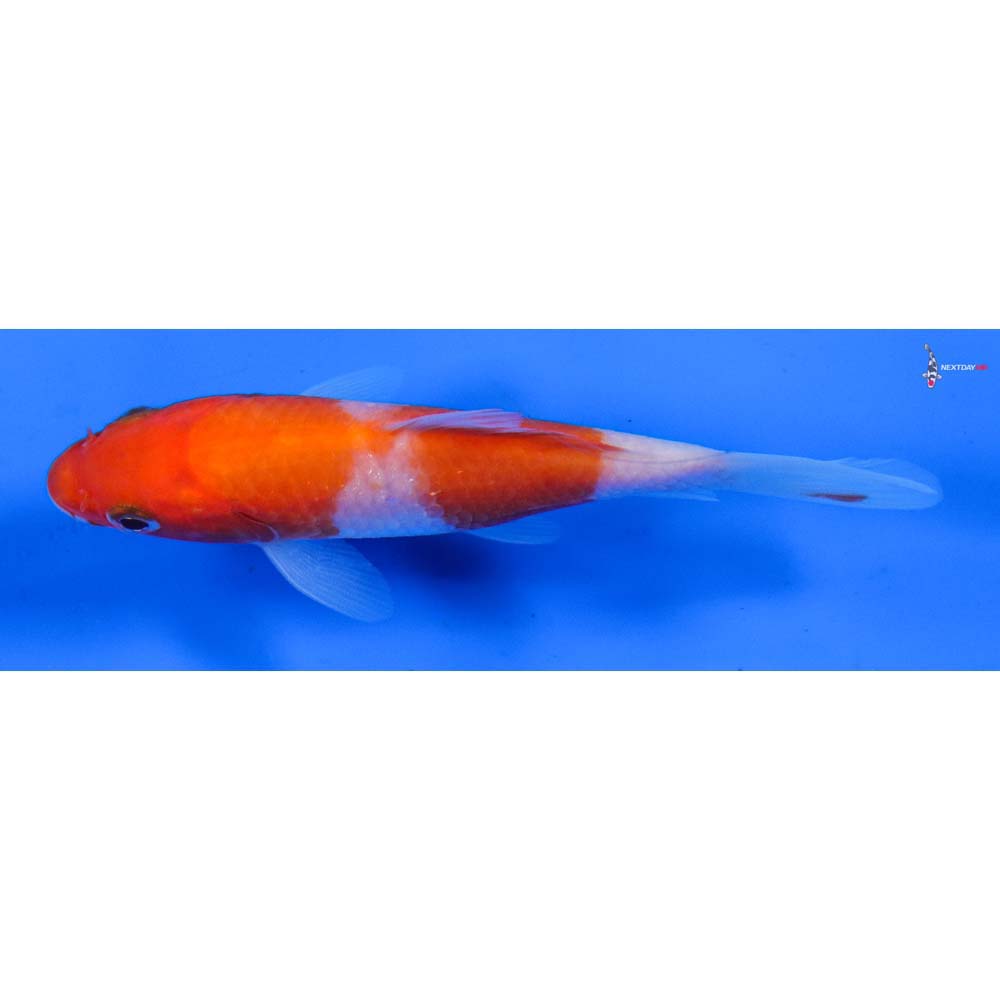 4” Imported Kohaku