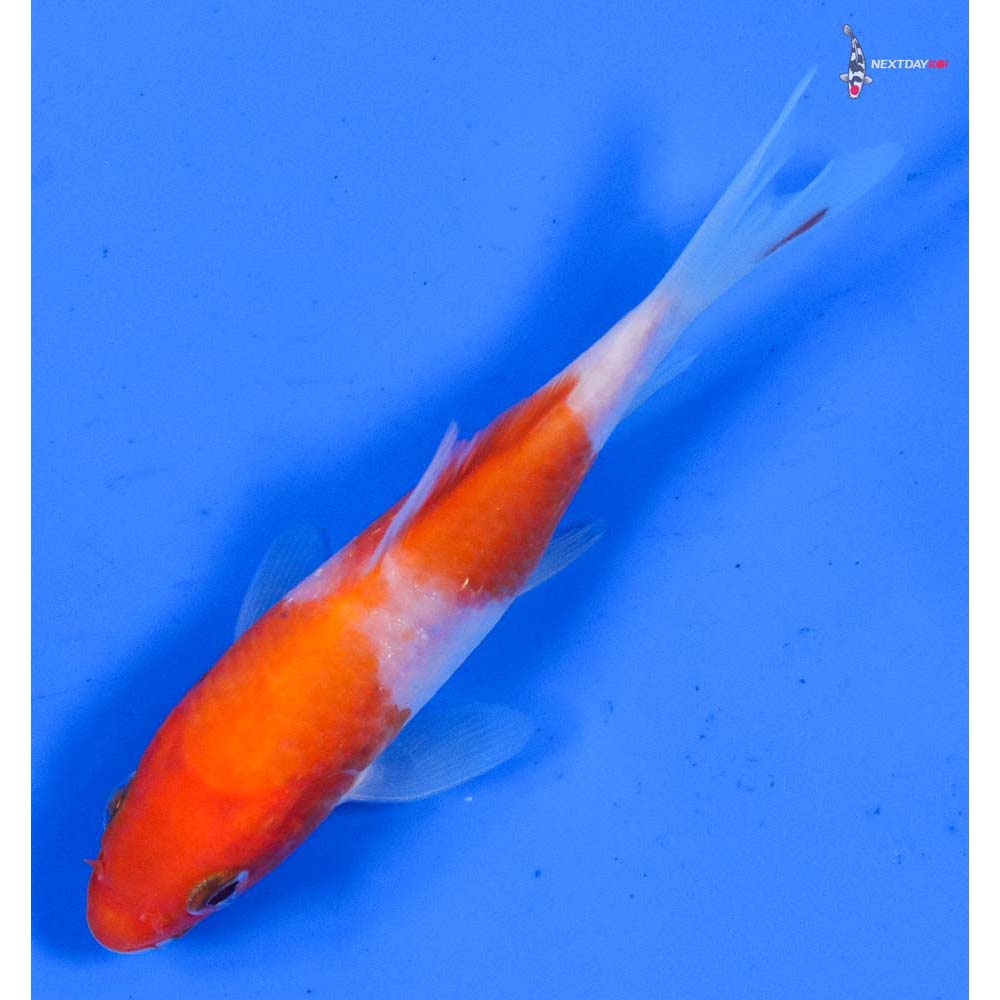 4” Imported Kohaku