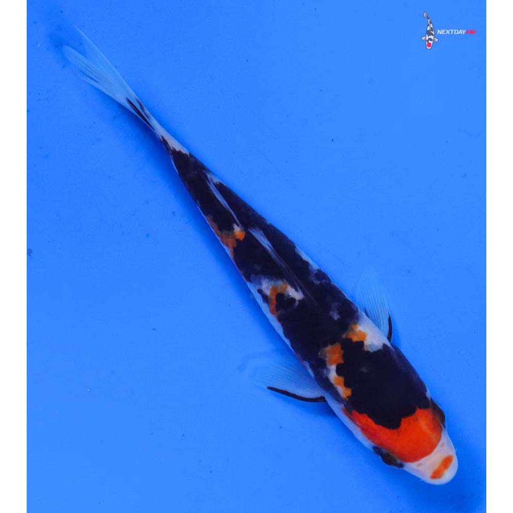 4.5” Imported Sanke