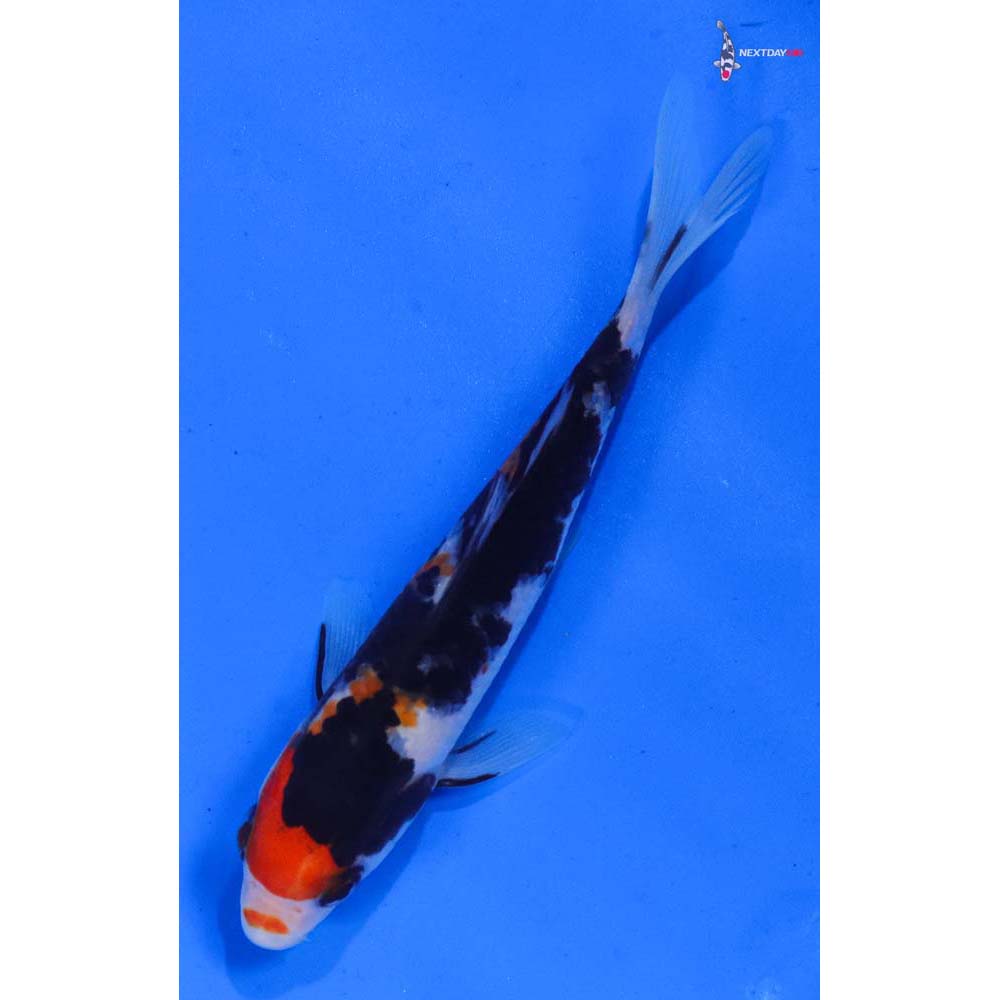 4.5” Imported Sanke