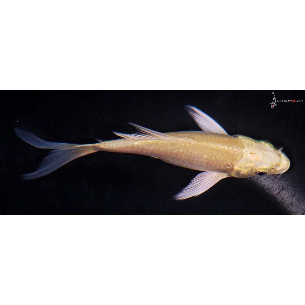 4” Imported Yamabuki Ogon Butterfly Koi