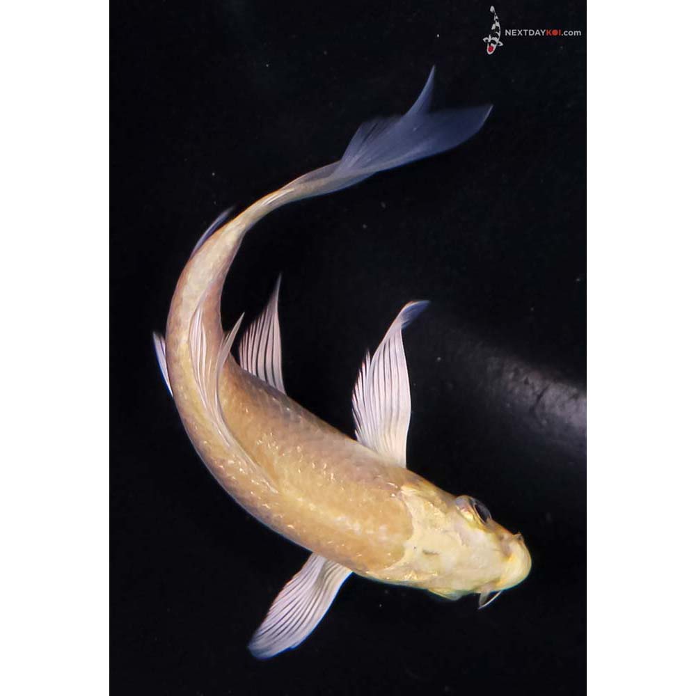 4” Imported Yamabuki Ogon Butterfly Koi