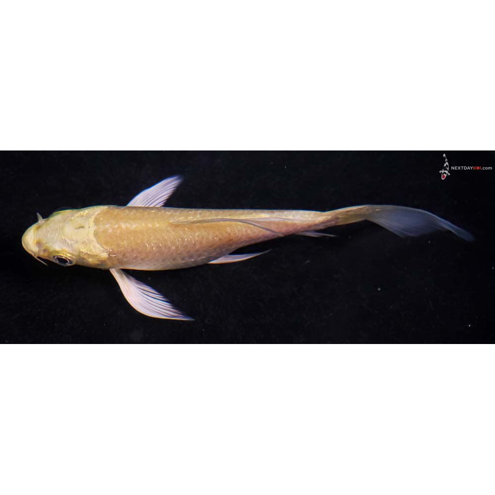 4” Imported Yamabuki Ogon Butterfly Koi