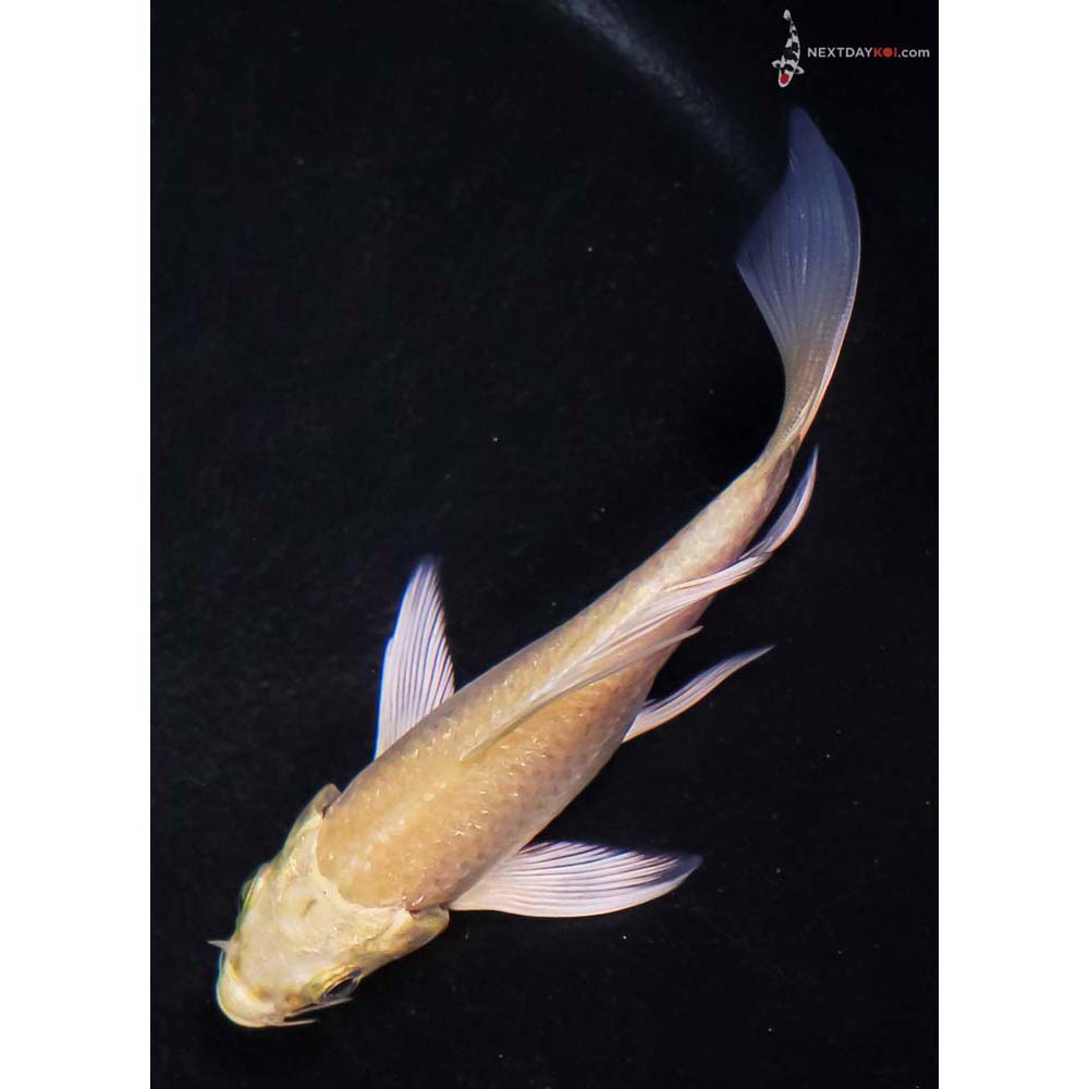 4” Imported Yamabuki Ogon Butterfly Koi