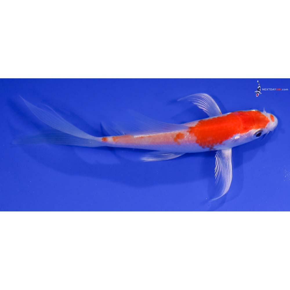 4.5” Imported Hariwake Butterfly Koi