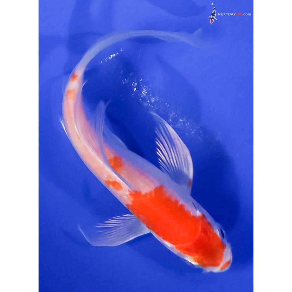 4.5” Imported Hariwake Butterfly Koi