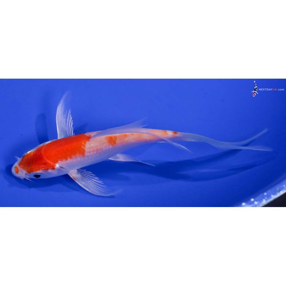 4.5” Imported Hariwake Butterfly Koi