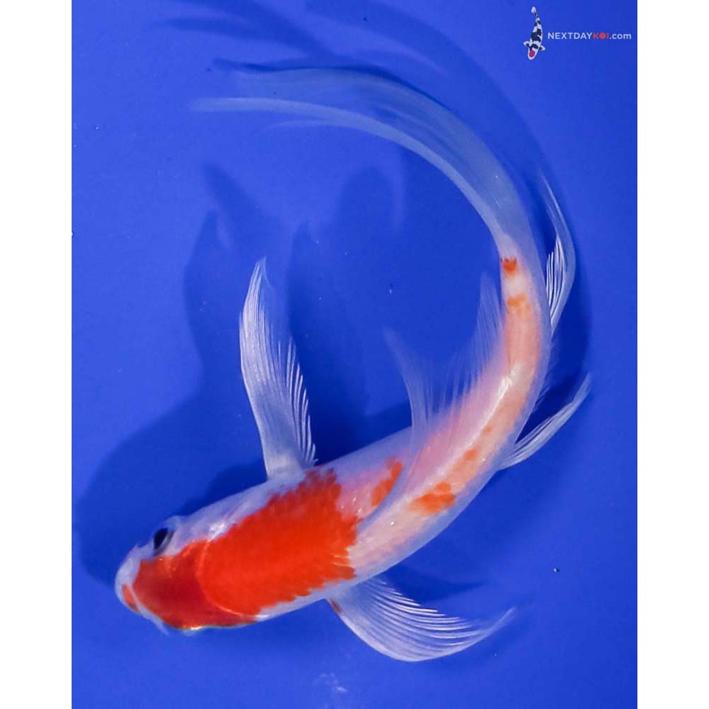 4.5” Imported Hariwake Butterfly Koi
