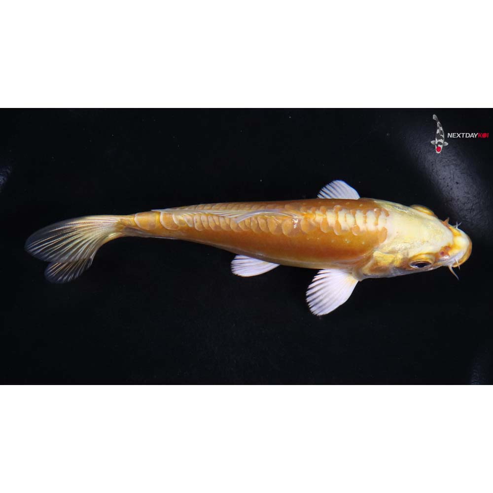 5” Imported Doitsu Yamabuki Ogon