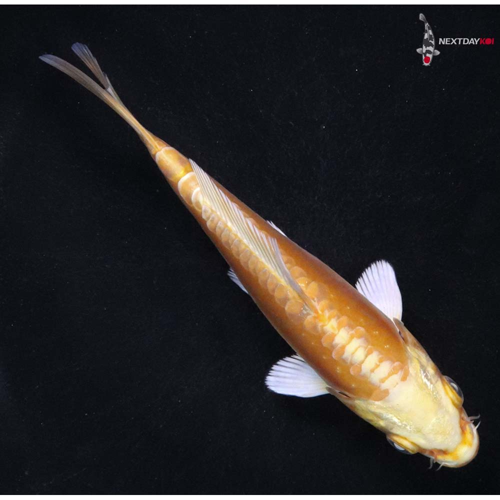 5” Imported Doitsu Yamabuki Ogon