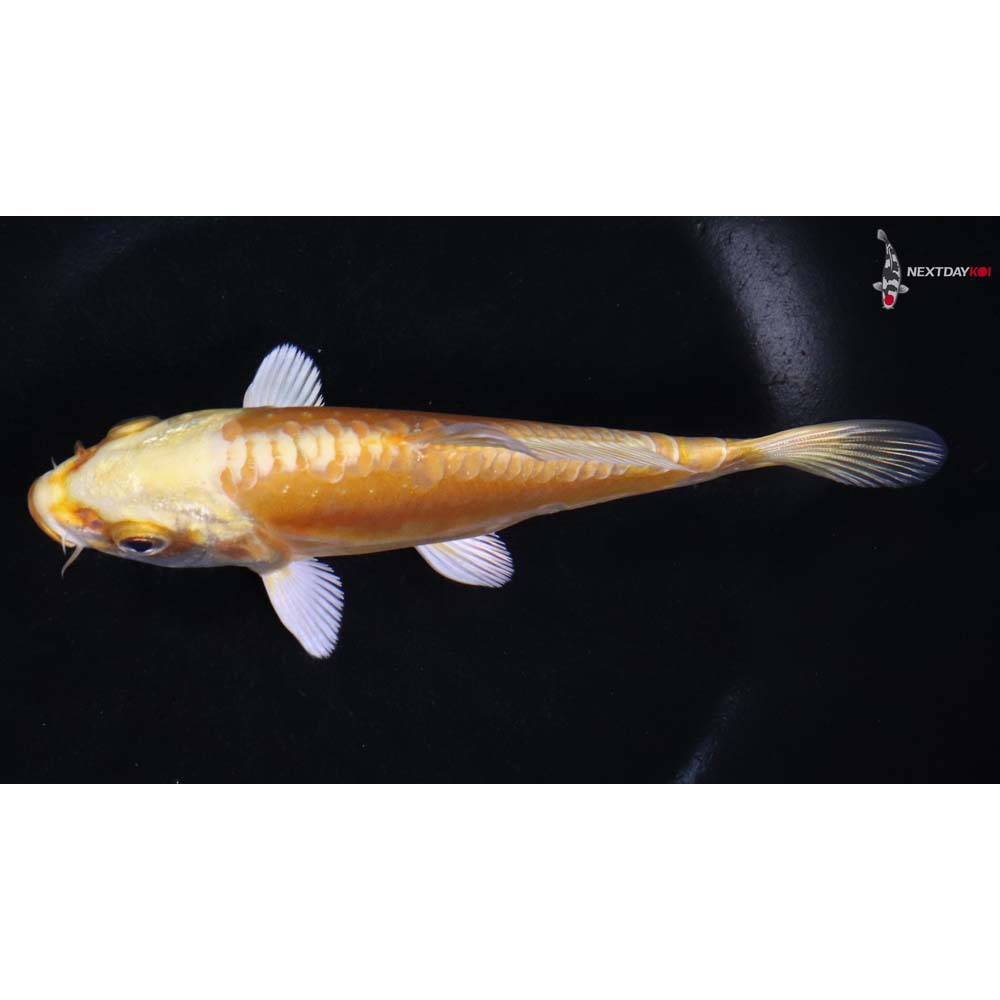 5” Imported Doitsu Yamabuki Ogon