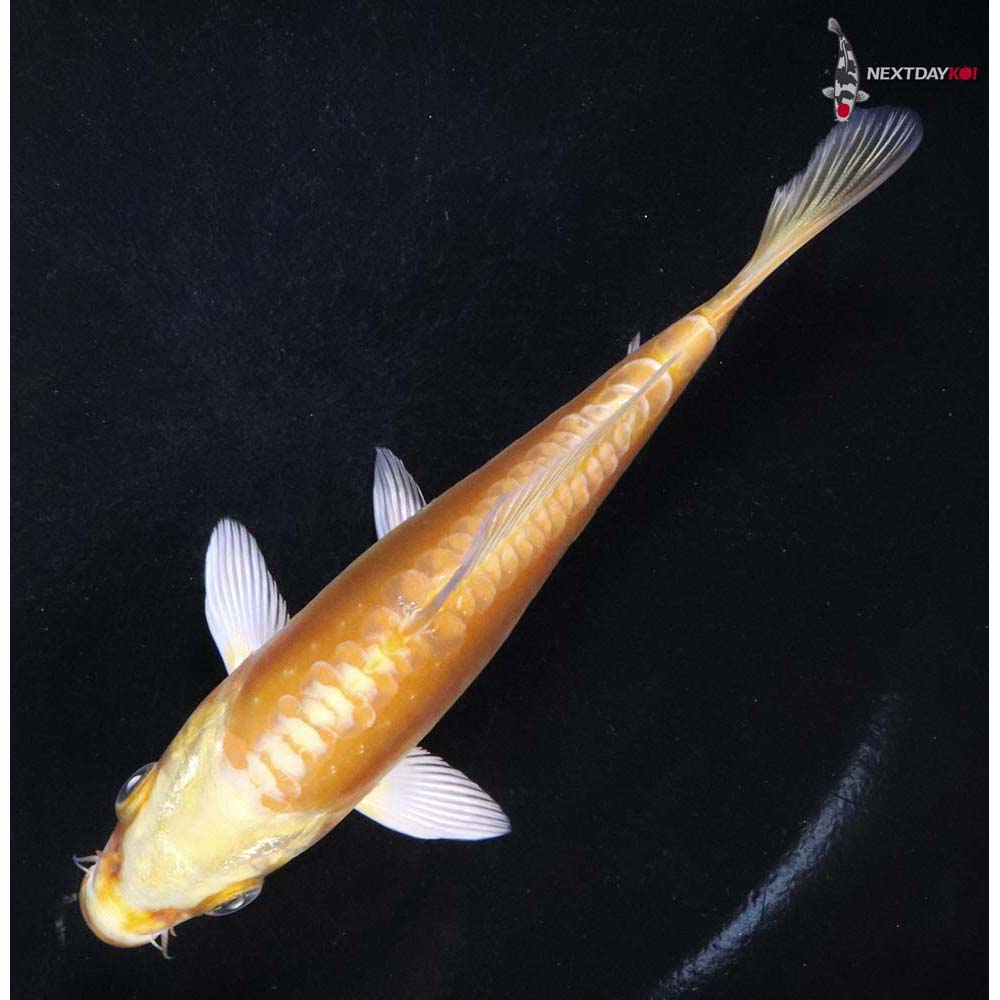 5” Imported Doitsu Yamabuki Ogon