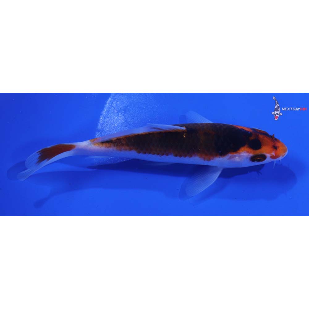 5.5” Imported Goromo