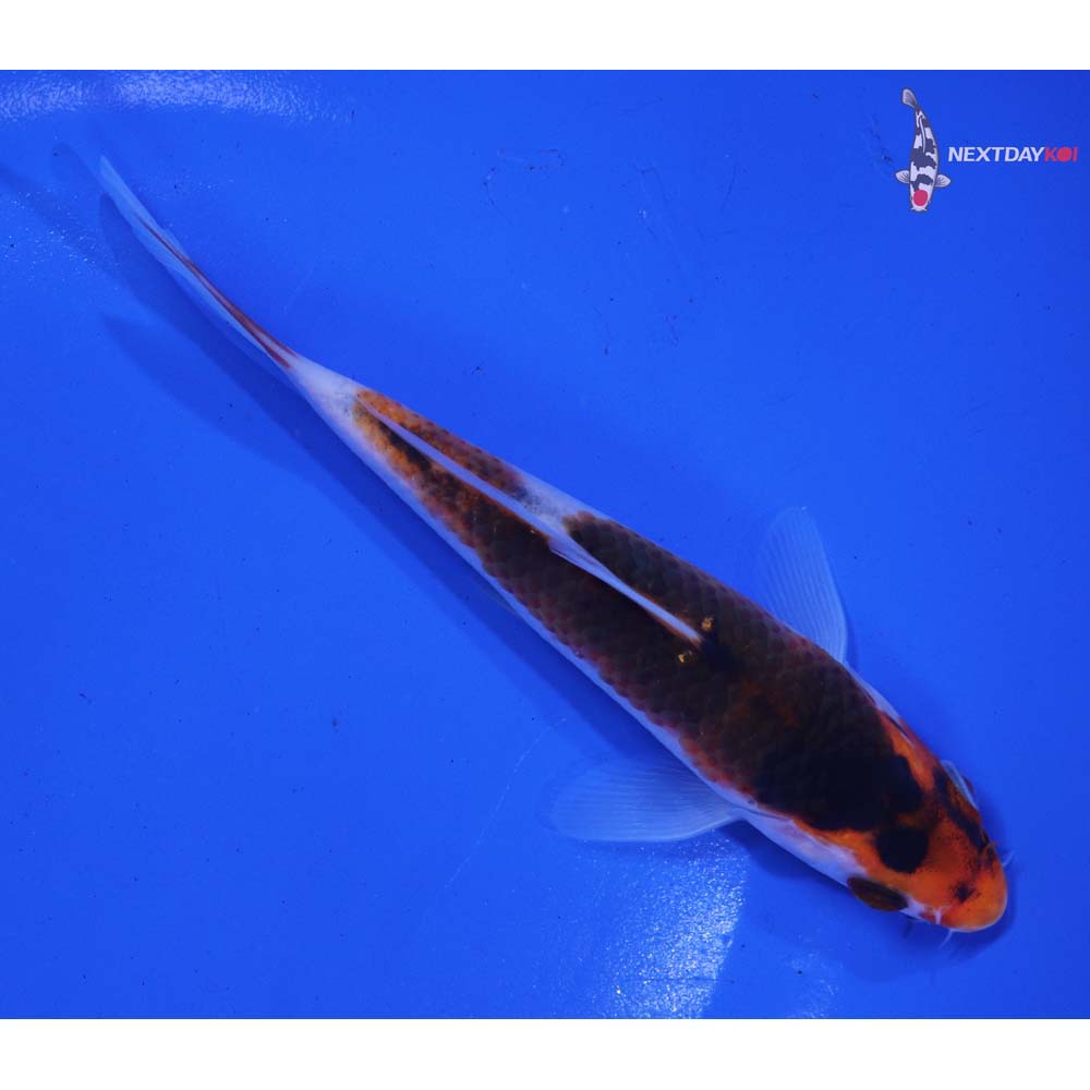 5.5” Imported Goromo