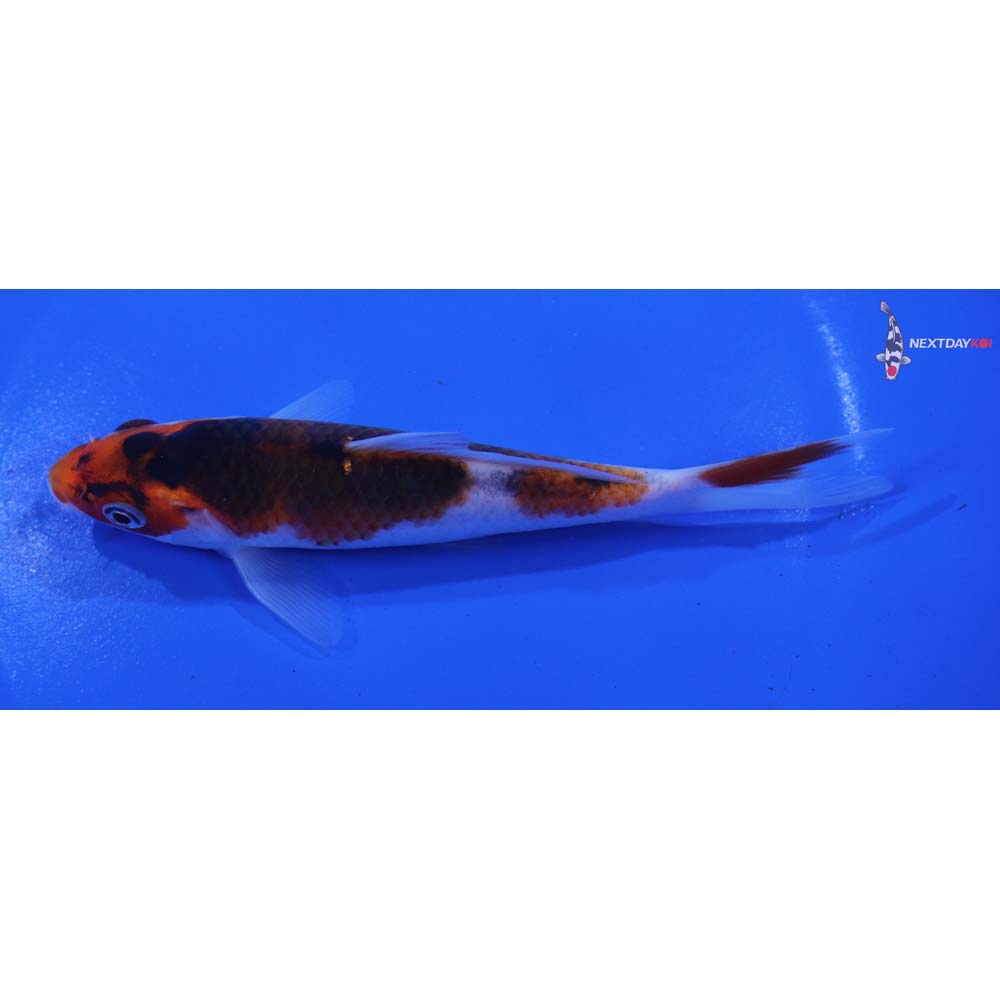 5.5” Imported Goromo