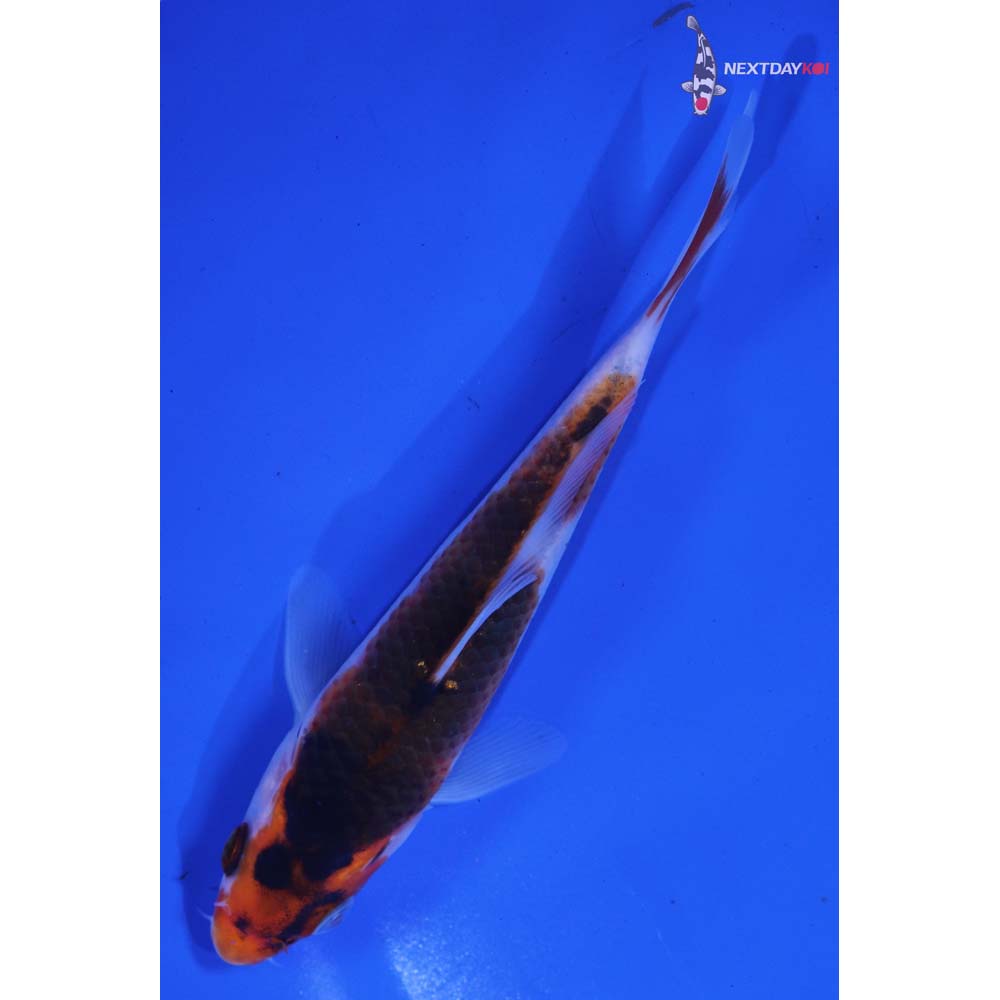 5.5” Imported Goromo