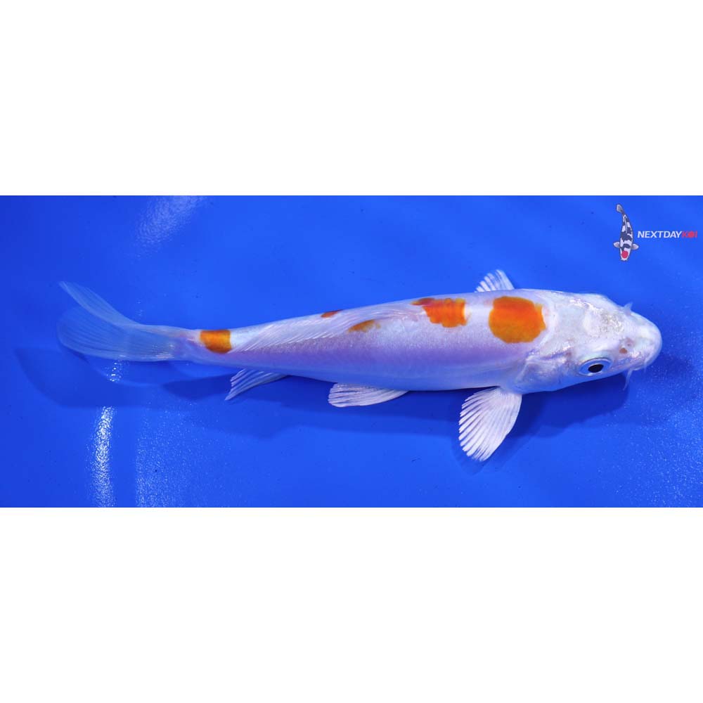 5” Imported Kikusui