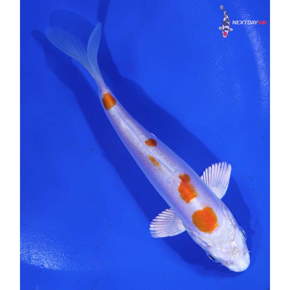 5” Imported Kikusui