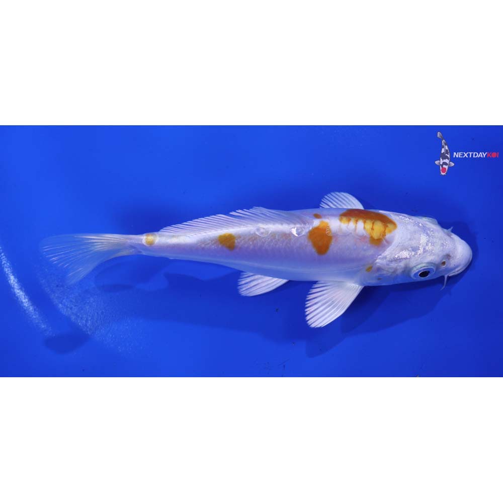 5.5” Imported Kikusui