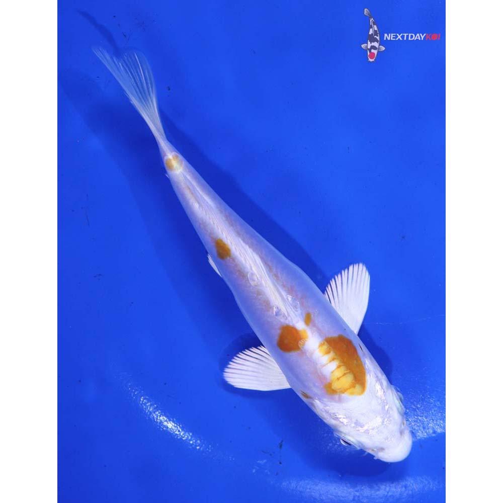5.5” Imported Kikusui