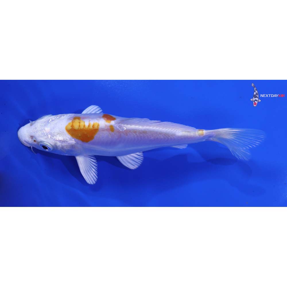 5.5” Imported Kikusui