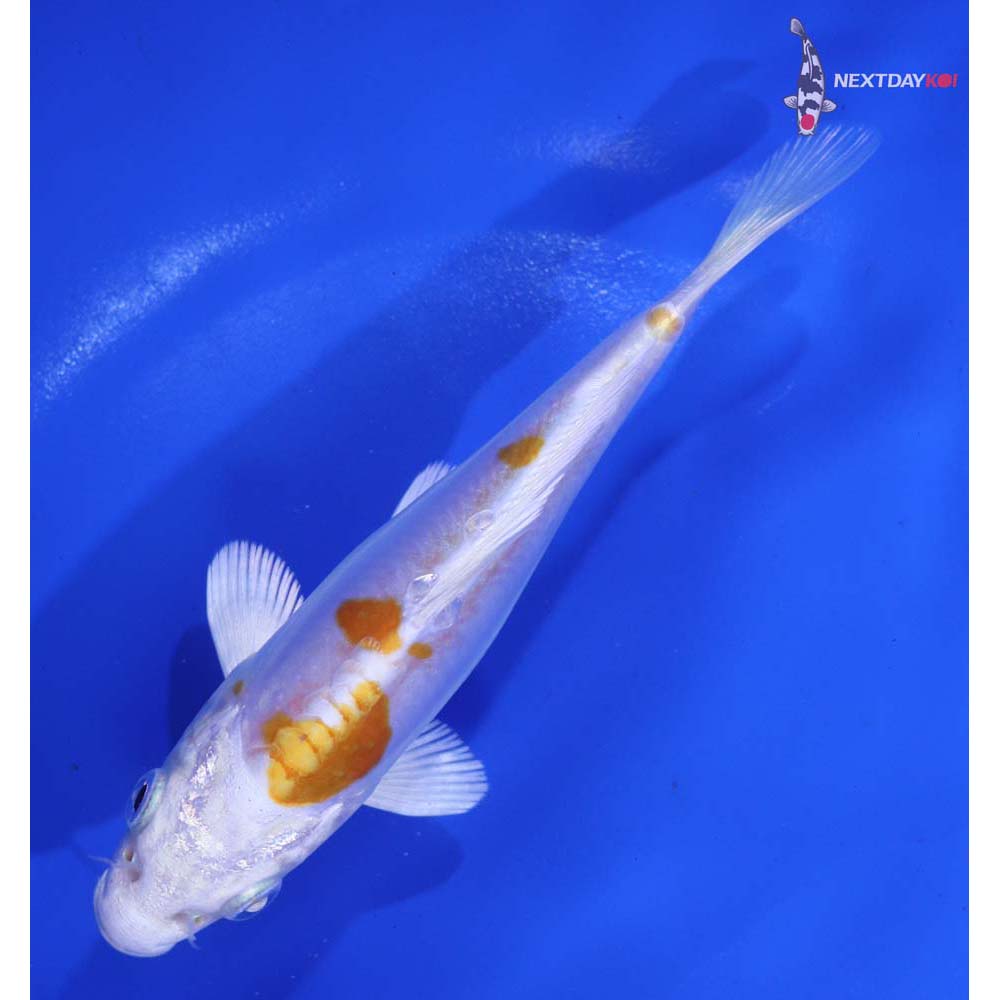 5.5” Imported Kikusui