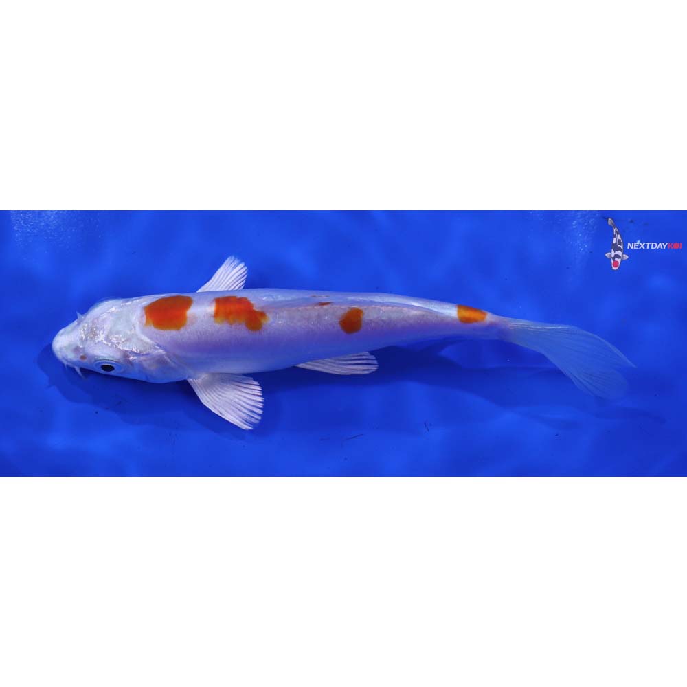 5” Imported Kikusui