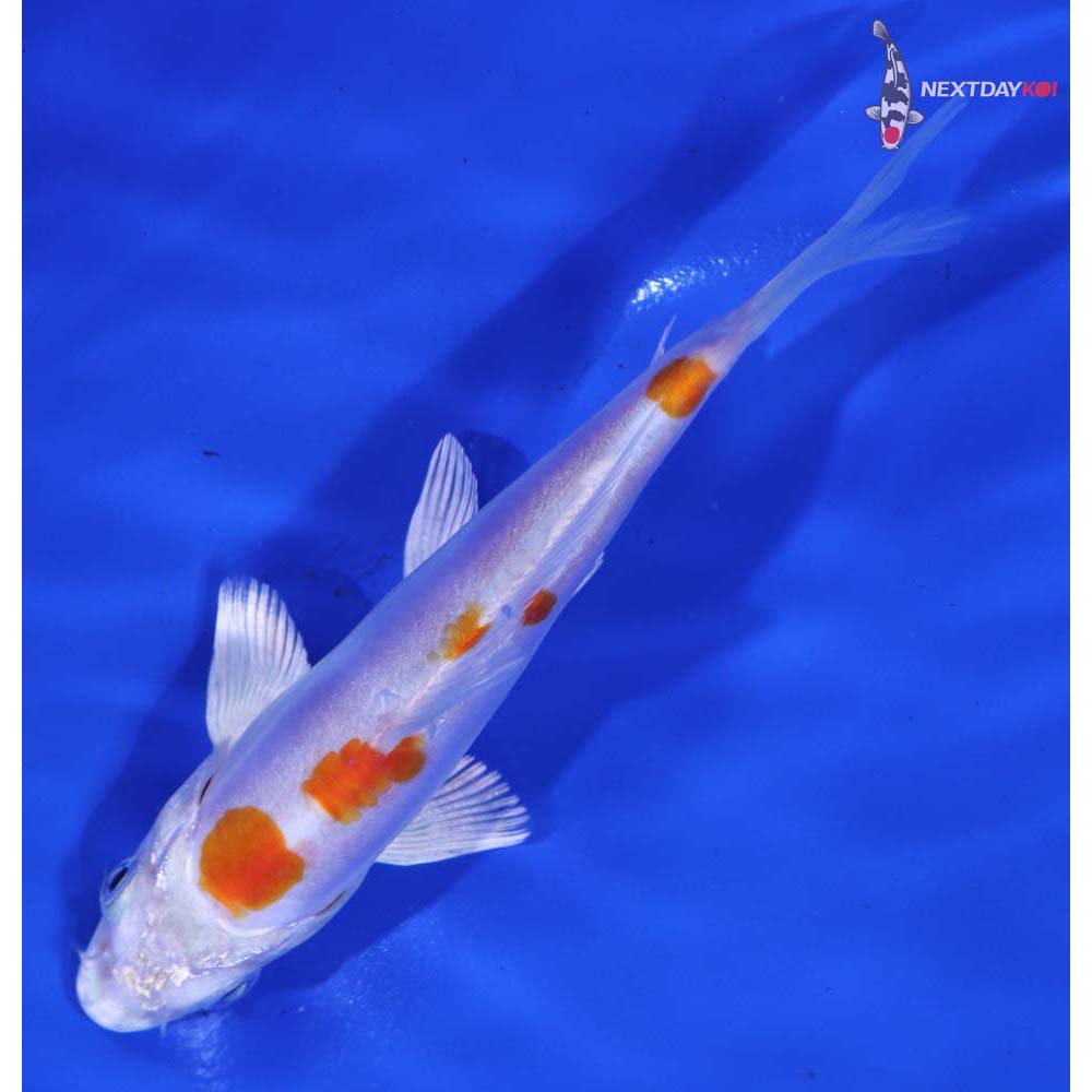 5” Imported Kikusui