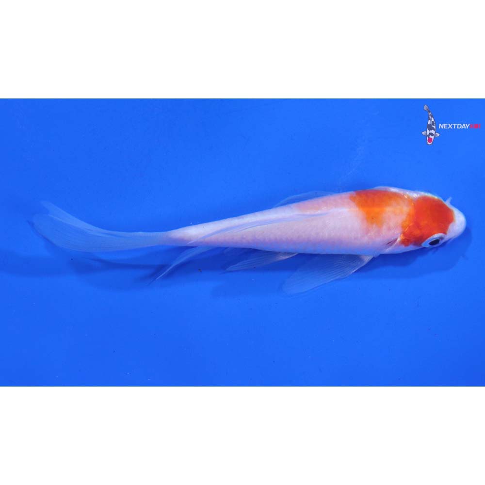 3.5” Imported Kohaku Butterfly Koi