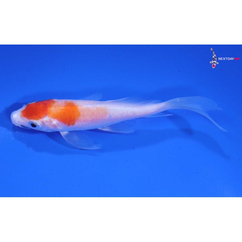 3.5” Imported Kohaku Butterfly Koi