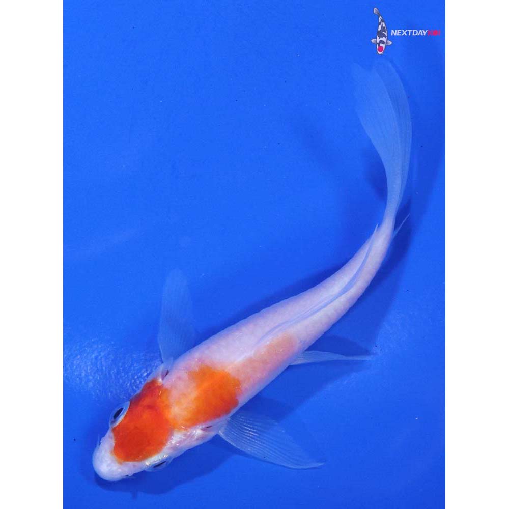 3.5” Imported Kohaku Butterfly Koi