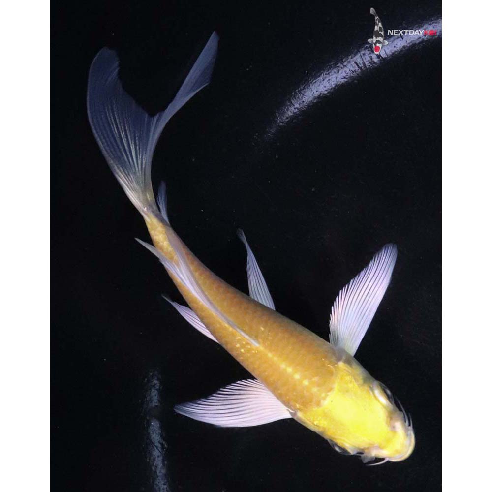4” Imported Yamabuki Ogon Butterfly Koi