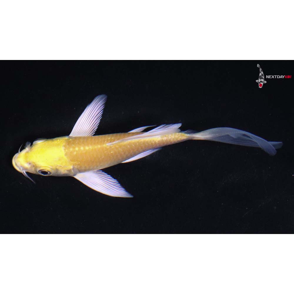4” Imported Yamabuki Ogon Butterfly Koi